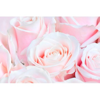 Akustiikkapaneeli Pinkki ruusu 110 x 110 cm
