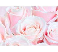 Akustiikkapaneeli Pinkki ruusu 110 x 110 cm