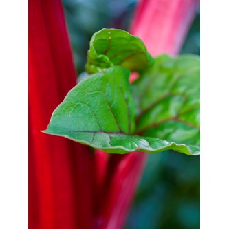 Akustiikkapaneeli Raparperinlehti 90 x 120 cm