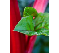 Akustiikkapaneeli Raparperinlehti 90 x 120 cm