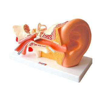 Korvan malli, 4-osainen