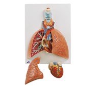 Keuhkot ja sydän, 5 osaa