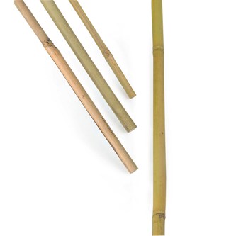 Bambukeppi, pitkä