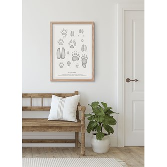 Kunskapstavlan® Djurspår -juliste, 50 x 70 cm
