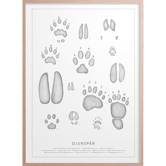 Kunskapstavlan® Djurspår -juliste, 50 x 70 cm