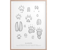 Kunskapstavlan® Djurspår -juliste, 50 x 70 cm