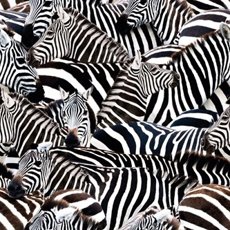 Puuvillakangas, seepra