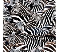 Puuvillakangas, seepra