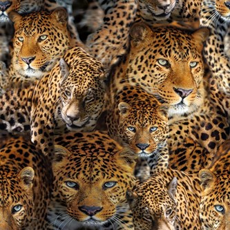 Puuvillakangas, leopardi