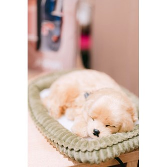 Terapiakoira, joka hengittää