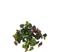 Tekokasvi, Villakko, riippuva, 23 cm