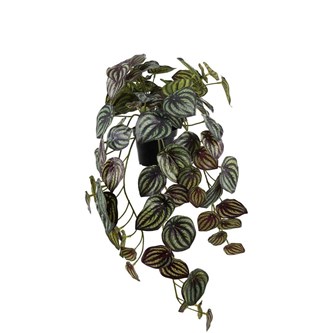 Tekokasvi, Muorinkukka, riippuva,  45 cm