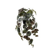 Tekokasvi, Muorinkukka, riippuva,  45 cm