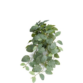 Tekokasvi, Pitsilehti, riippuva, 50 cm