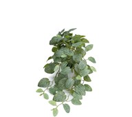 Tekokasvi, Pitsilehti, riippuva, 50 cm