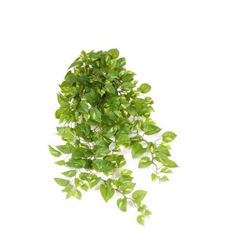 Tekokasvi, Kultaköynnös, riippuva, 100 cm