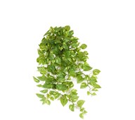 Tekokasvi, Kultaköynnös, riippuva, 100 cm