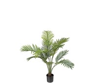 Tekokasvi, Palmu 80 cm