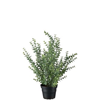 Tekokasvi, Eukayptus 40 cm