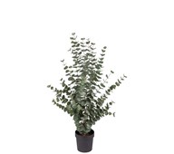 Tekokasvi, Eukalyptus 110 cm