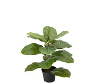 Tekokasvi, Lyraviikuna 40 cm