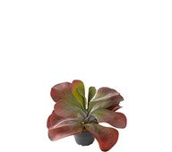 Tekokasvi, Itulehti 25 cm