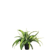 Tekokasvi, Saniainen 41 cm