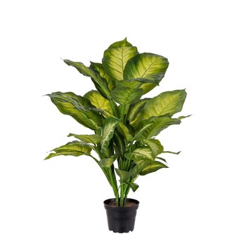 Tekokasvi, Kirjovehka 55 cm