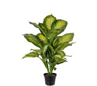 Tekokasvi, Kirjovehka 55 cm