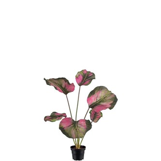 Tekokasvi, Maija 55 cm