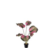 Tekokasvi, Maija 55 cm