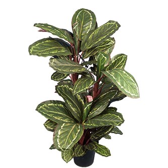 Tekokasvi, Nukkumatti 104 cm