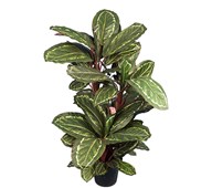 Tekokasvi, Nukkumatti 104 cm