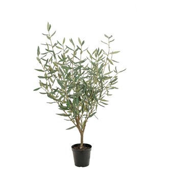 Tekokasvi, Oliivipuu 100 cm