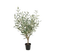 Tekokasvi, Oliivipuu 100 cm