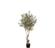 Tekokasvi, Oliivipuu 150 cm