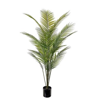 Tekokasvi, Vuoripalmu 140 cm