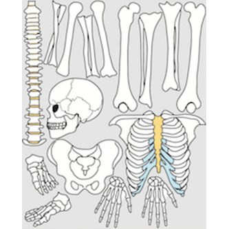 Luuranko 88 cm, magneettinen