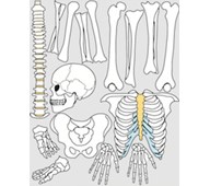 Luuranko 88 cm, magneettinen