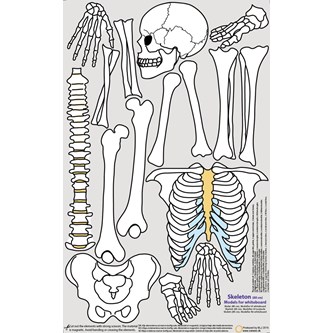 Luuranko 88 cm, magneettinen