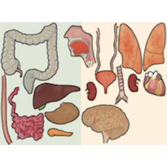 Elimet 88 cm, magneettinen