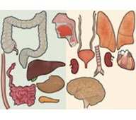 Elimet 88 cm, magneettinen