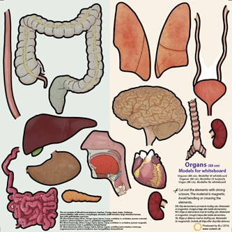 Elimet 88 cm, magneettinen