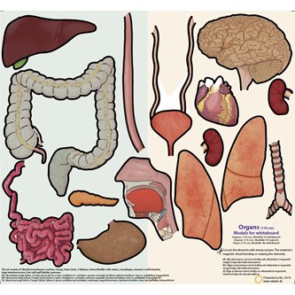 Elimet 116 cm, magneettinen
