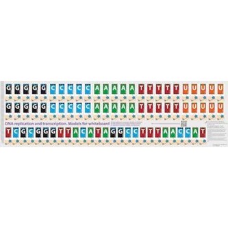 Replikaatio ja transkriptio, magneettinen