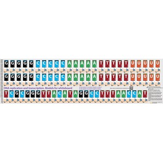 Replikaatio ja transkriptio, magneettinen