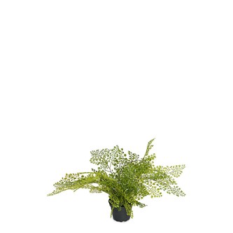 Tekokasvi, Hiussaniainen 30 cm