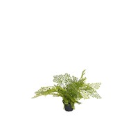 Tekokasvi, Hiussaniainen 30 cm