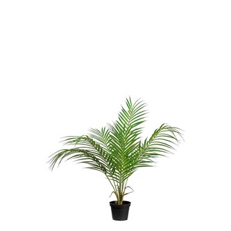 Tekokasvi, Vuoripalmu 55 cm