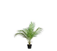 Tekokasvi, Vuoripalmu 55 cm